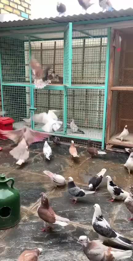 جفت های . ساعت بالا . گرو دولاب . عتیقه|پرنده|تهران, نیروی هوایی (پیروزی)|دیوار