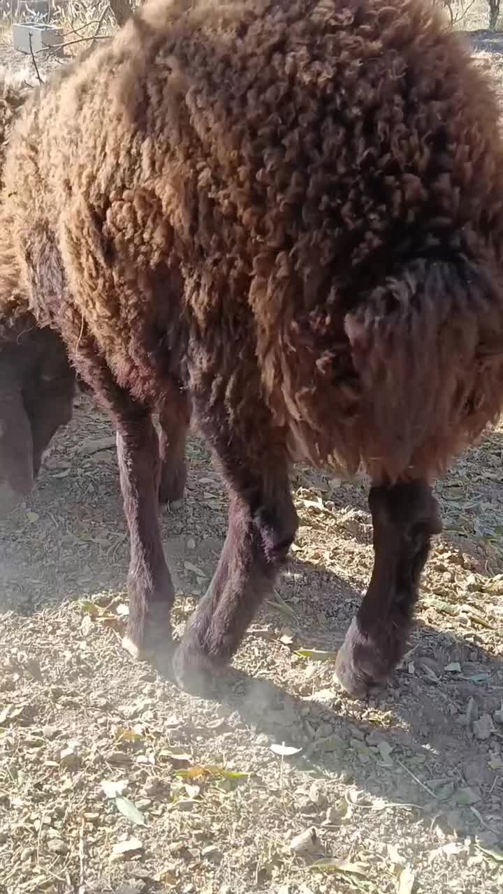 بره نرهمو|حیوانات مزرعه|دهق, |دیوار