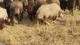 دامداری دارای تنوع زیاد گوسفند زنده +وزن وهرنژاد+|حیوانات مزرعه|مشهد, شهرک رازی (شهرک غرب)|دیوار