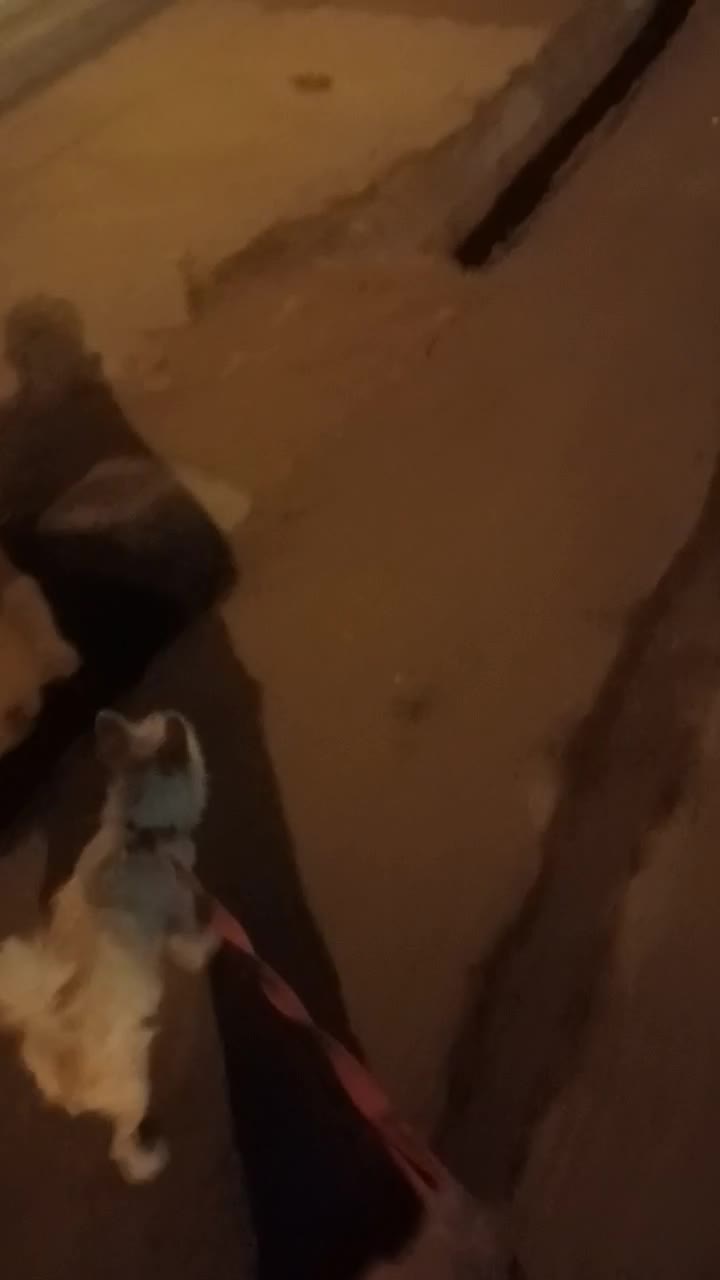 پاکوتاه شیتزو جنسیت نر|سگ|تبریز, |دیوار