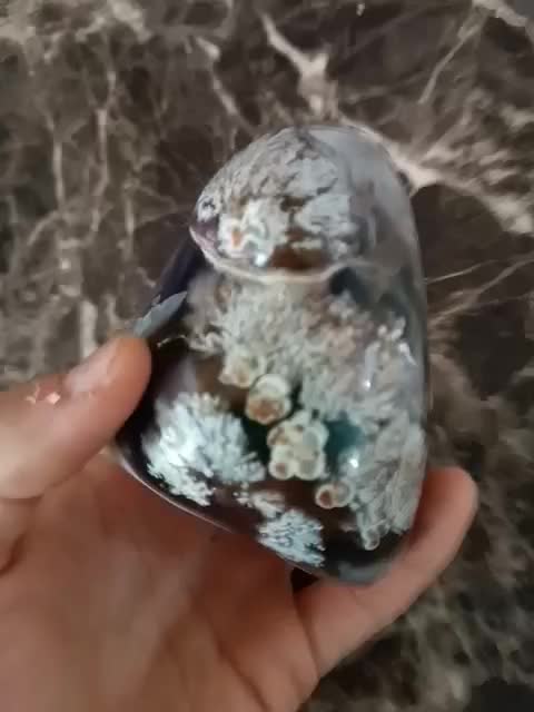 شجر کلکسیونی فردوس خاص ترین شجر ایران|کلکسیون اشیاء عتیقه|خرمآباد, |دیوار