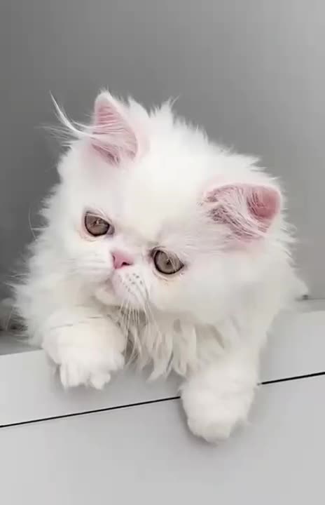 گربه پرشین پسر ۲/۵ ماه|گربه|تبریز, |دیوار