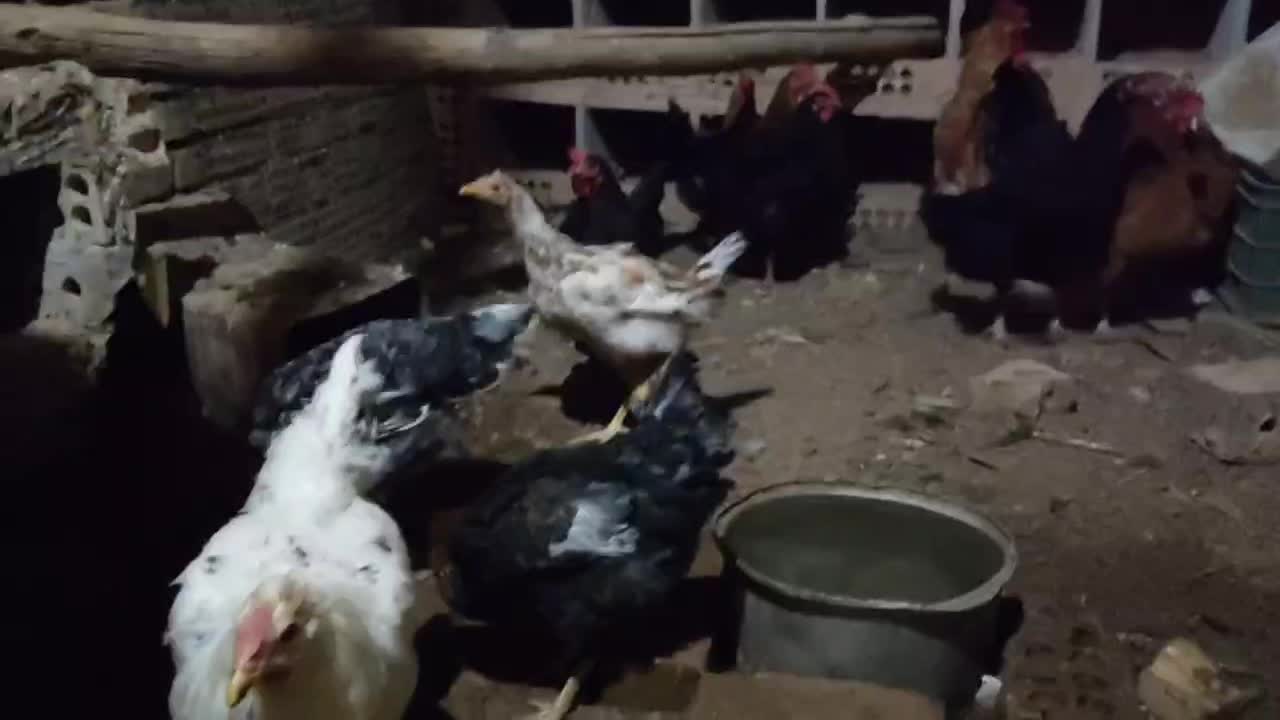 مرغ تخم گذار|حیوانات مزرعه|خوشاب, |دیوار