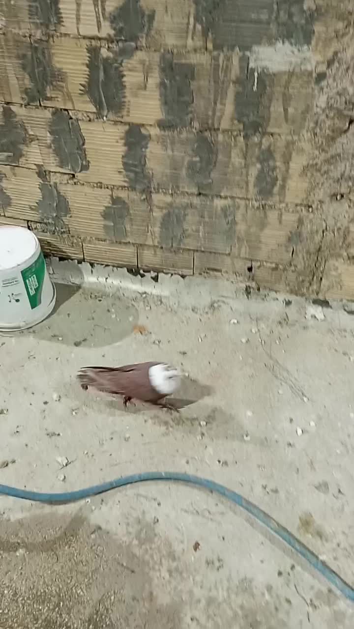 مخمل سرخ|حیوانات|شیراز, سعدیه جنوبی|دیوار