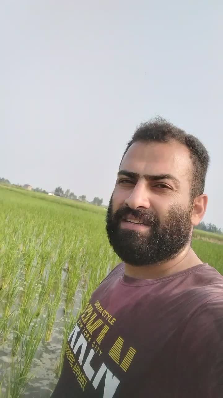 برنج طارم هاشمی عطری درجه یک فریدونگنار|عمدهفروشی|بابکان, |دیوار