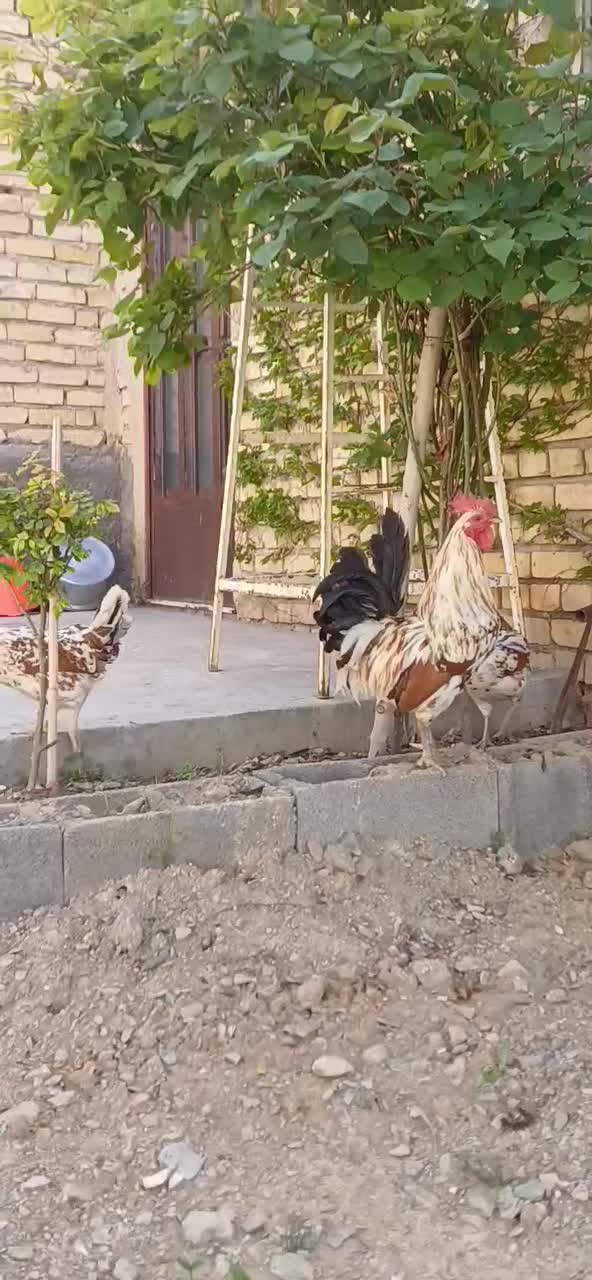 خروس/گلین/لری/فرزانه/اردبیل|حیوانات مزرعه|اصفهان, شهرستان|دیوار