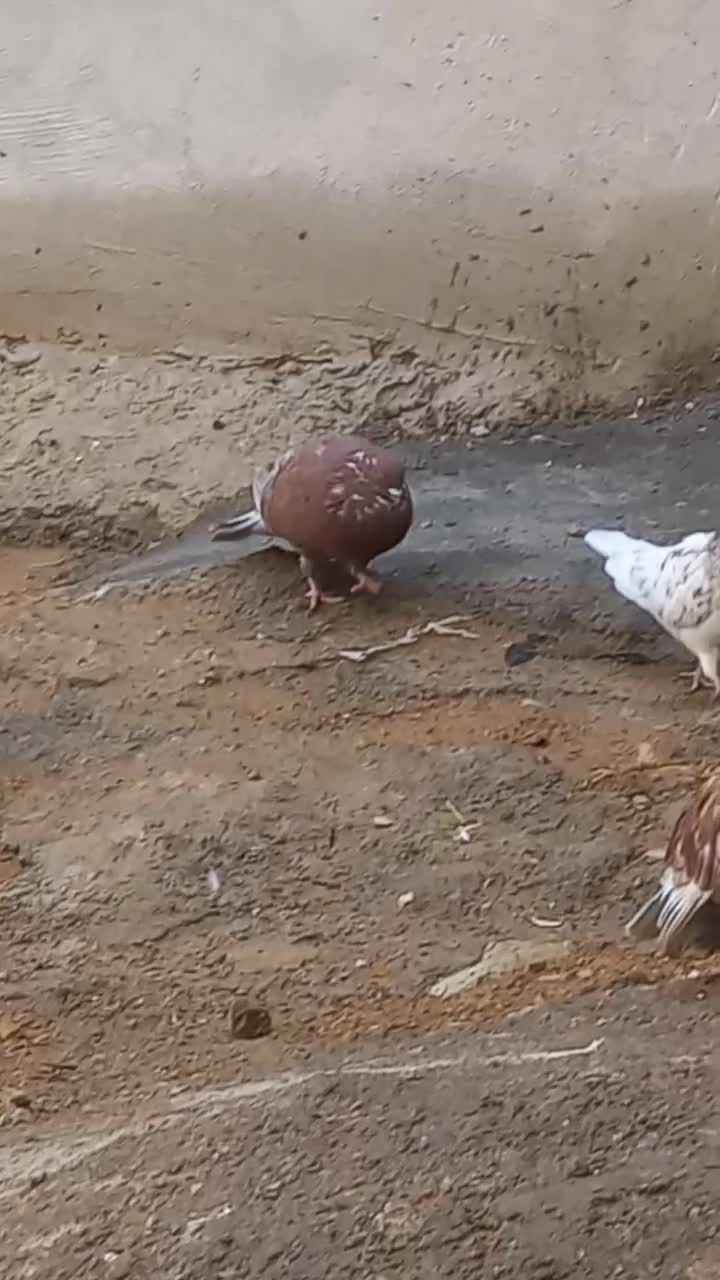 ۶تا کبوتر|پرنده|دره شهر, |دیوار