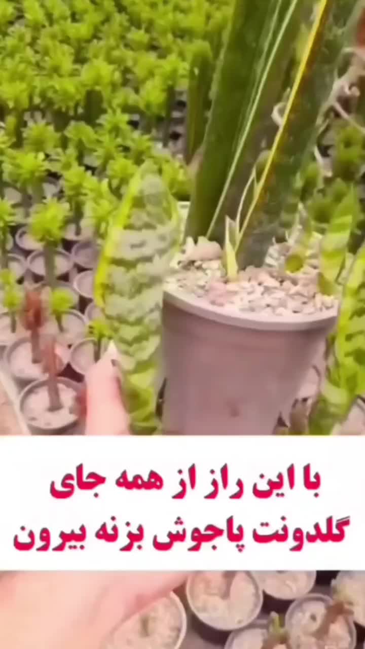 قرص کود ارگانیک|گل و گیاه طبیعی|مرودشت, ابوذر شمالی‎|دیوار