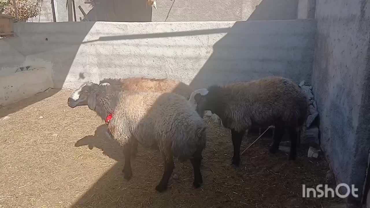 قوچ شال قوچ همو میش ژن دار|حیوانات مزرعه|شیراز, کرونی(خاتونک)|دیوار