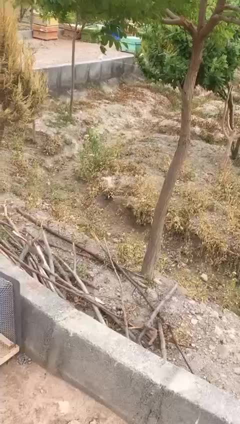 تله موش ۰۰۰تله خرگوش تله۰۰۰ روباه۰۰۰تله گربه|لوازم جانبی حیوانات|اصفهان, مولوی|دیوار