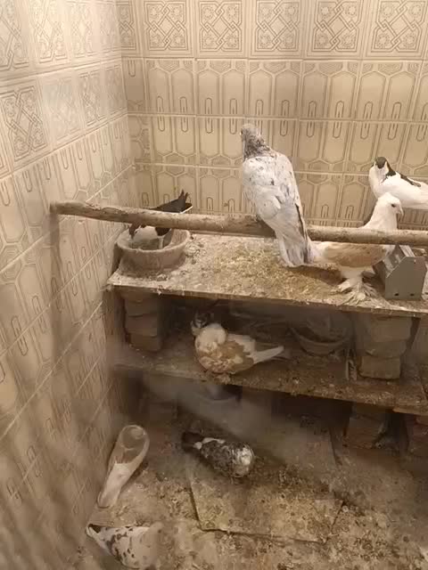 کفتر سرور|پرنده|قم, صفائیه|دیوار