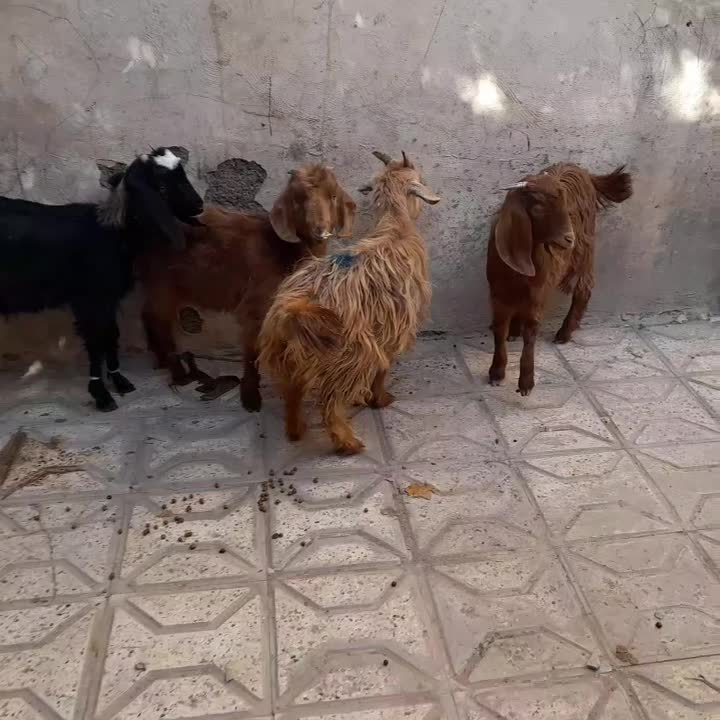 بزغاله ماده ۴راس قیمت همه باهم فقط|حیوانات مزرعه|مشهد, شهید قربانی|دیوار