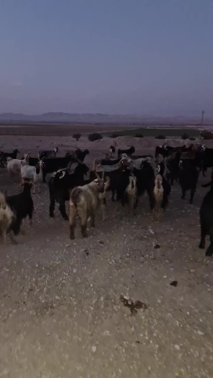 فروش 74راس بز ترکی آبستن درجه یک|حیوانات مزرعه|محمله, |دیوار