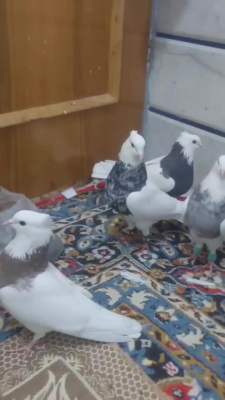 طوقی  طوقی طوقی|پرنده|رودشت (اصفهان), |دیوار