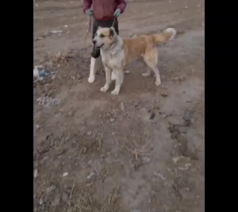 سگ خراسانی|سگ|سبزوار, قصبه غربی|دیوار