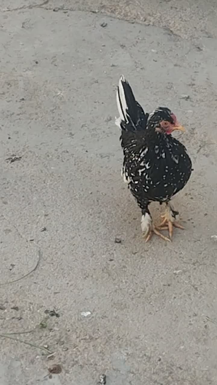 فروش مرغ و خروس جوجه کوچک|حیوانات مزرعه|گراش, |دیوار