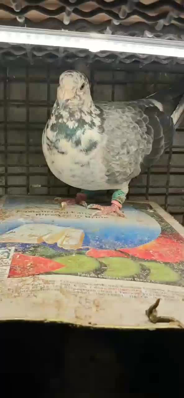 سوسکی بزک|پرنده|تربت‌حیدریه, داروپخش|دیوار