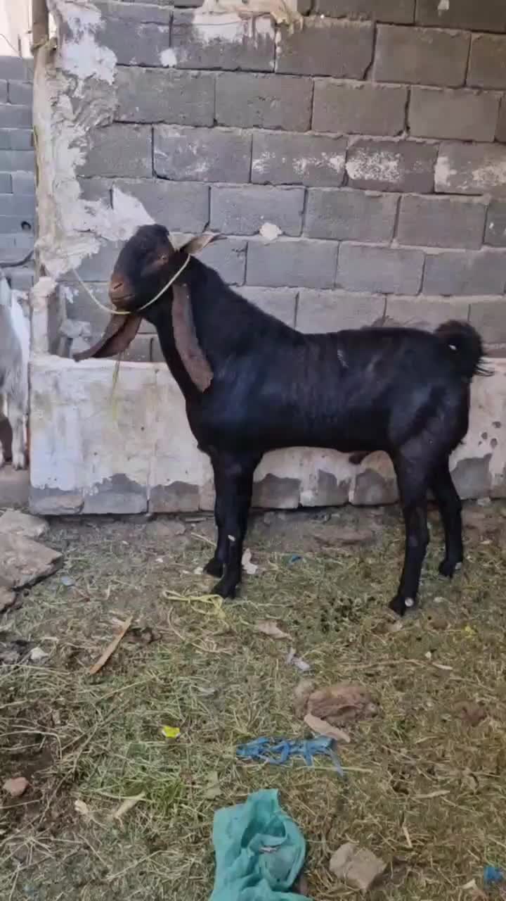 بز نر پاکستانی|حیوانات مزرعه|کهریزک, |دیوار