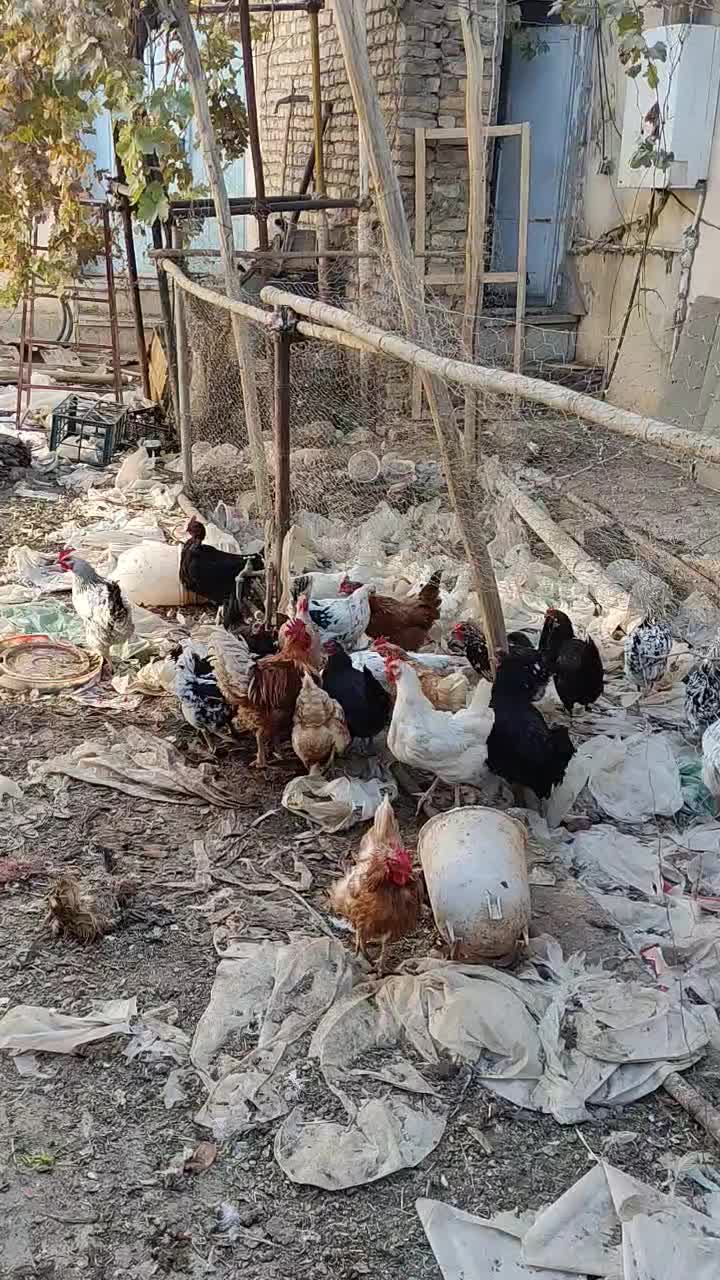 فروش مرغ بومی یک ساله|حیوانات مزرعه|خمینی‌شهر, |دیوار
