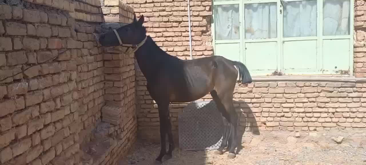 اسب|اسب و تجهیزات اسبسواری|اصفهان, عباسآباد|دیوار