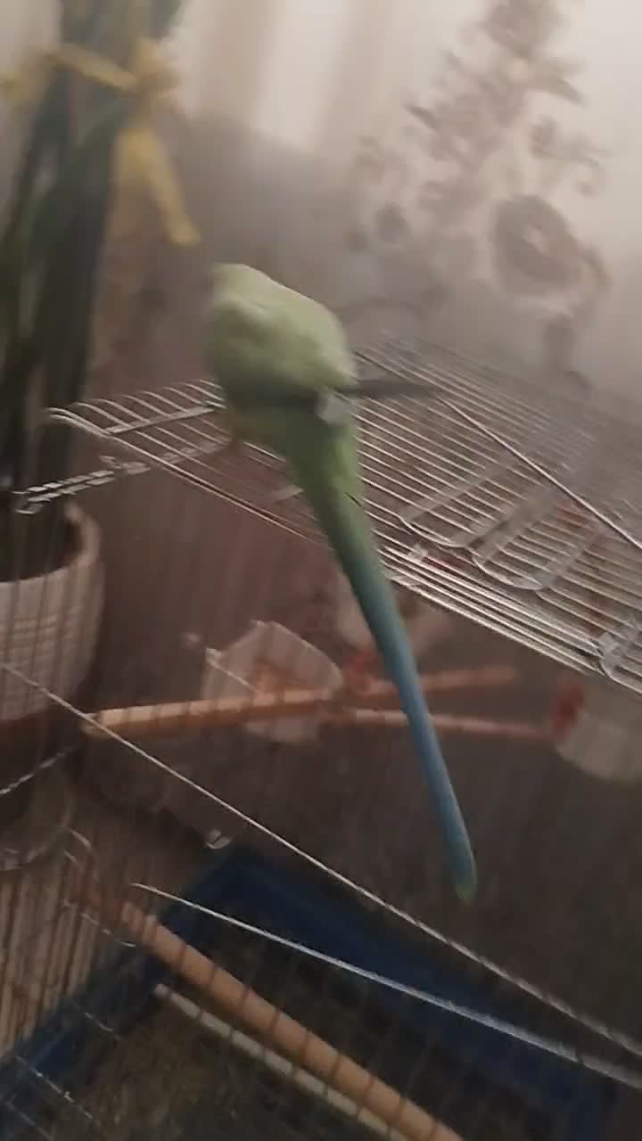 ملنگو اموزش دیده|پرنده|محلات, |دیوار