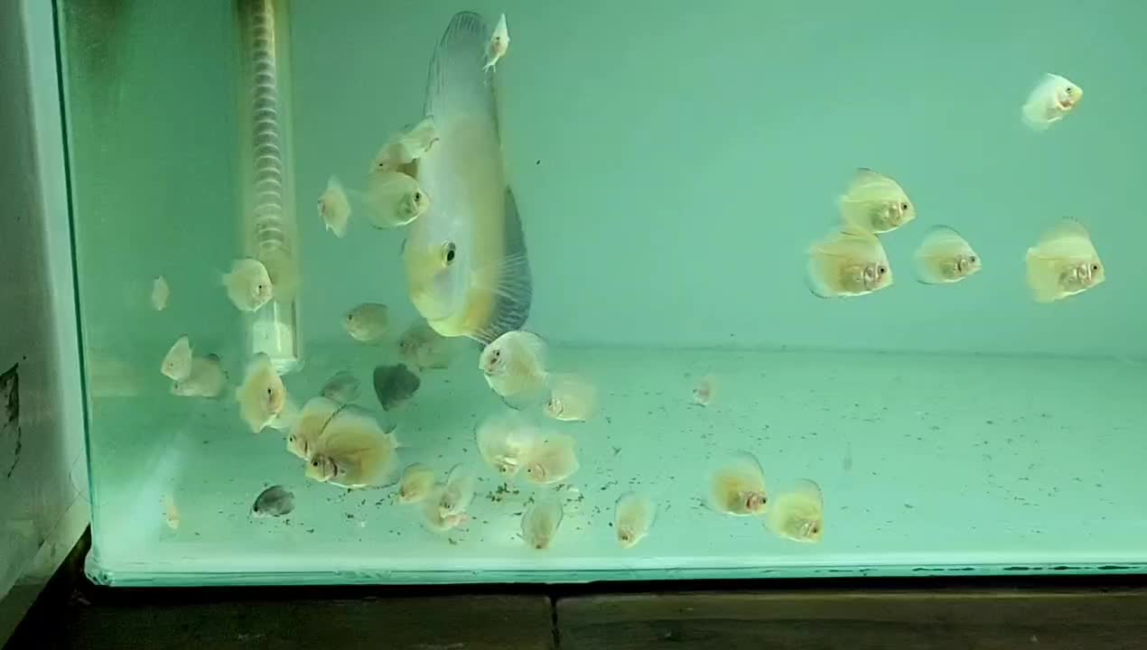 جفت دیسکس ۶ اینچ نژاد خاص هچ بالا بچه دوست|ماهی|تهران, استاد معین|دیوار