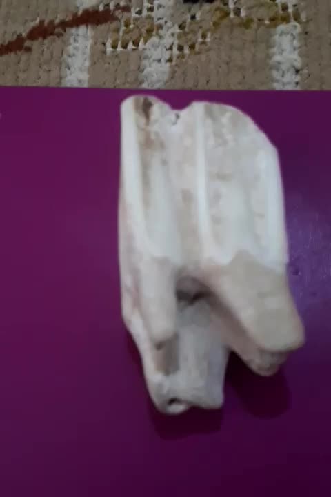 دندان فسیل  شده ماموت|کلکسیون اشیاء عتیقه|کلاچای, |دیوار