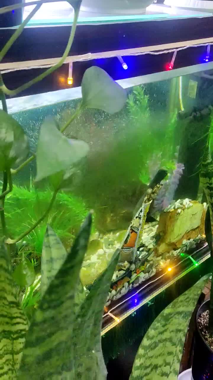 ماهی|ماهی|فسا, |دیوار