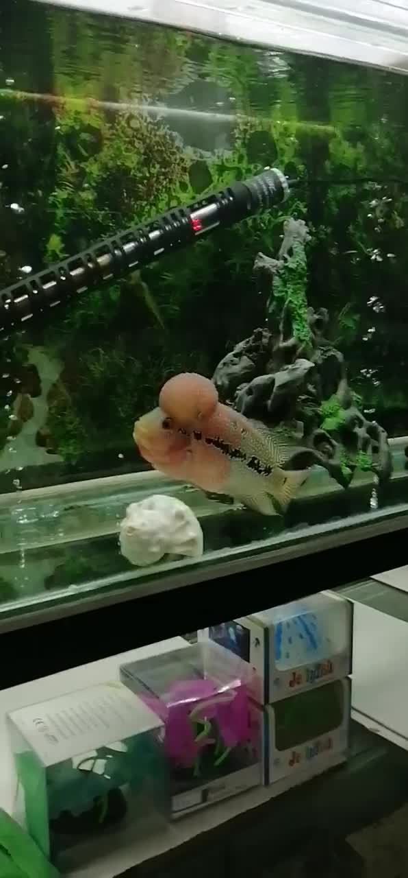 آکواریوم اسکار|ماهی|بیجار, |دیوار