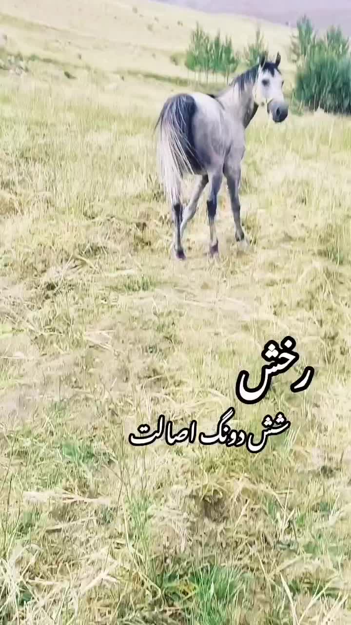 اسب درج یک کرد سواری پنج ساله|اسب و تجهیزات اسب‌سواری|کوهرنگ, |دیوار