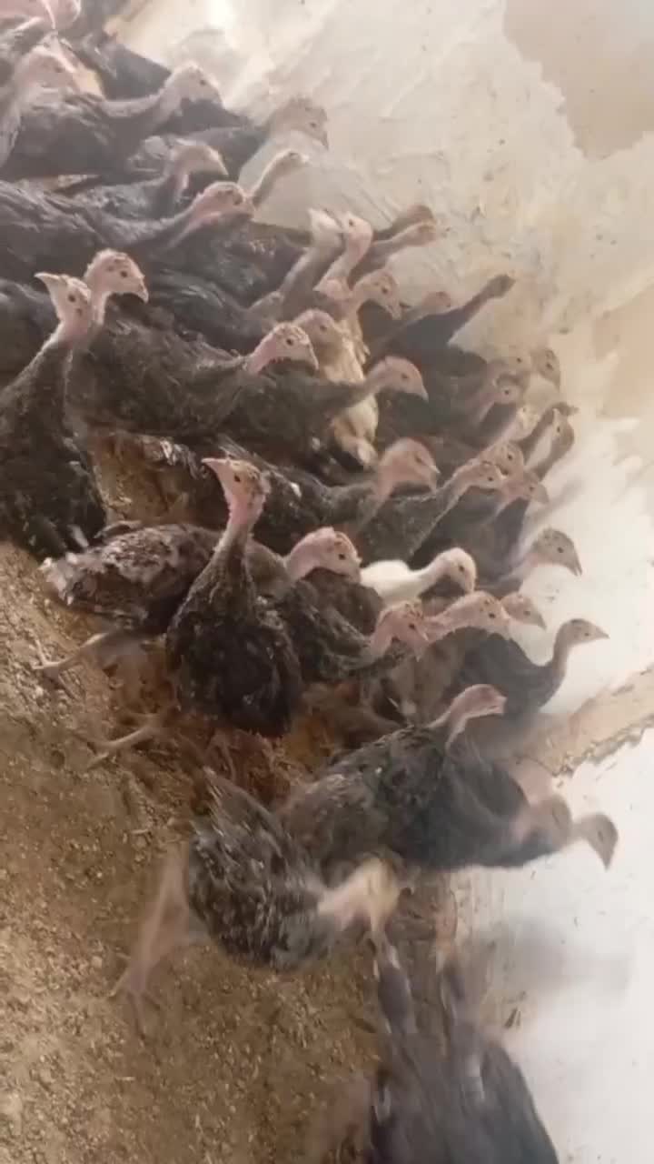 جوجه بوقلمون برنز انگلیس|حیوانات مزرعه|اسلامشهر, شهرک احمدیه|دیوار