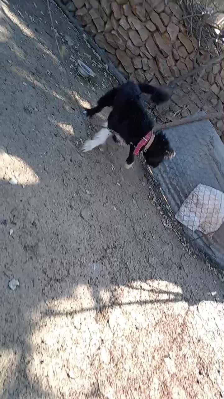 سگ ریشی|سگ|دشمن زیاری, |دیوار