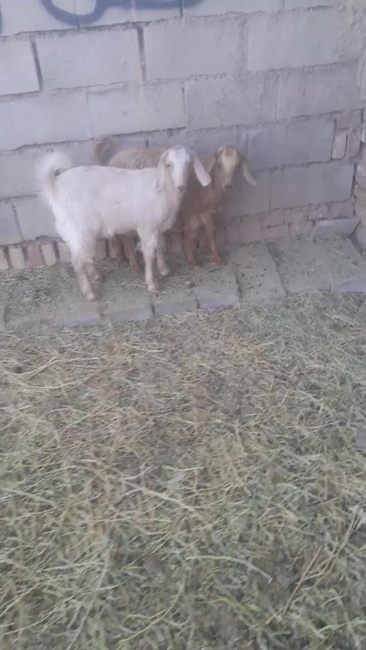 فروش دوراس بزغاله ماده سانن|حیوانات مزرعه|فردوس (خراسان), |دیوار