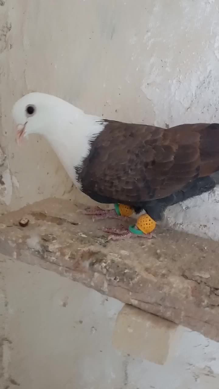 سر سفید|پرنده|محمدیه-قزوین, |دیوار