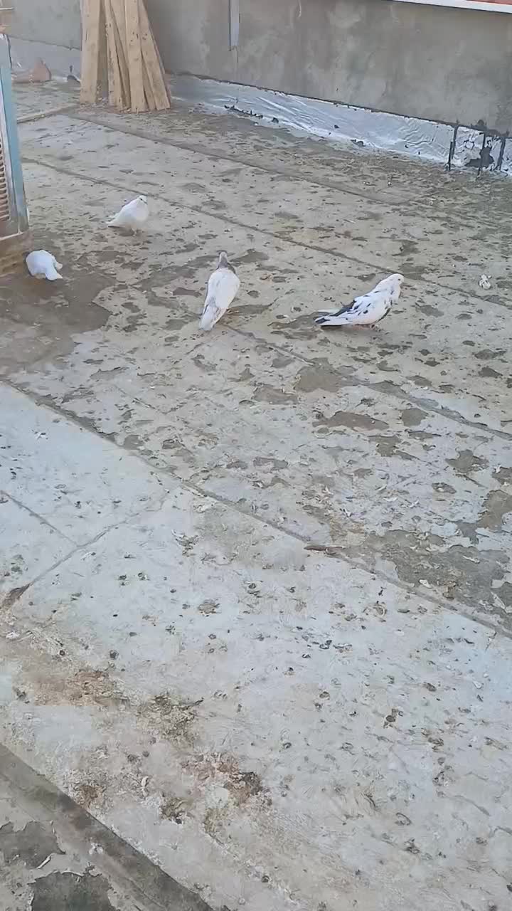 البخش|پرنده|کبودرآهنگ, |دیوار