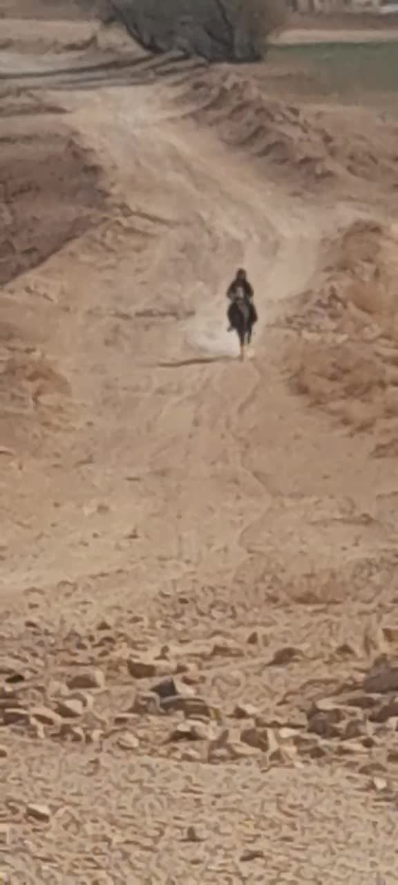 مادیان عرب ایرانی خالص|حیوانات مزرعه|چادگان, |دیوار