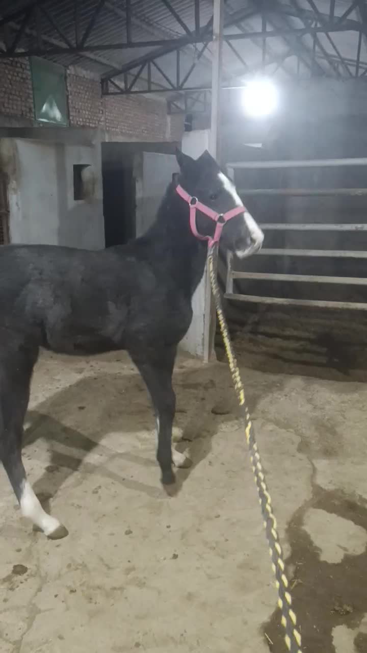 فروش کره نریان|اسب و تجهیزات اسبسواری|علیآباد کتول, |دیوار