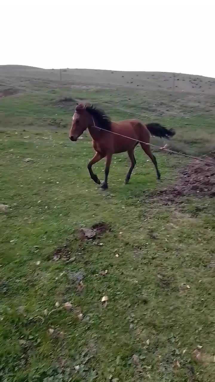 معاوضه اسب با گوسفند|اسب و تجهیزات اسب‌سواری|ثمرین, |دیوار