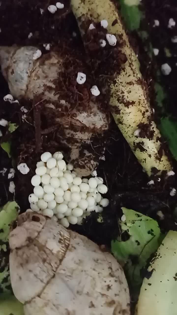 حلزون|خزنده|تهران, اسفندیاری|دیوار