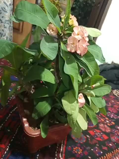 گل مرجان|گل و گیاه طبیعی|مراغه, |دیوار