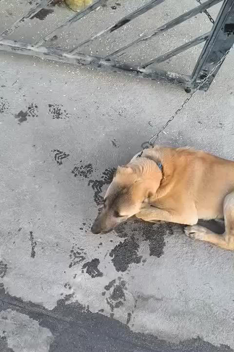 واگذاری سگ|سگ|بجنورد, |دیوار