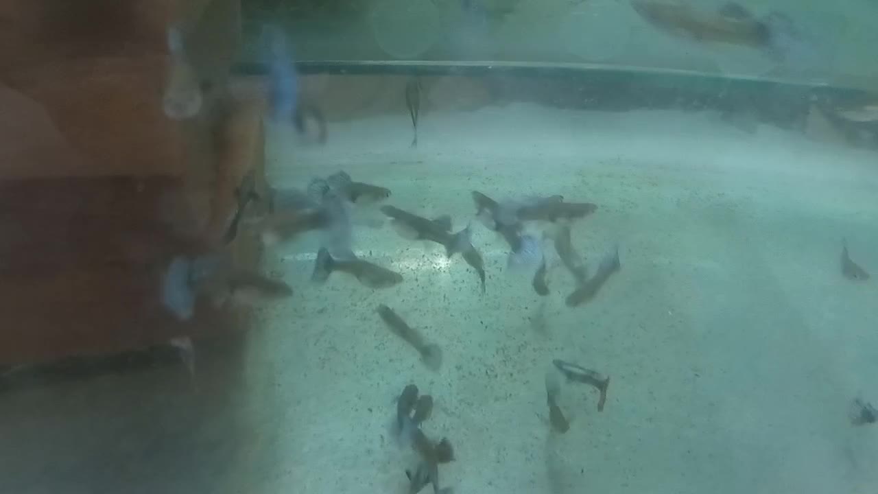 گوپی درشت|ماهی|تهران, کاج|دیوار