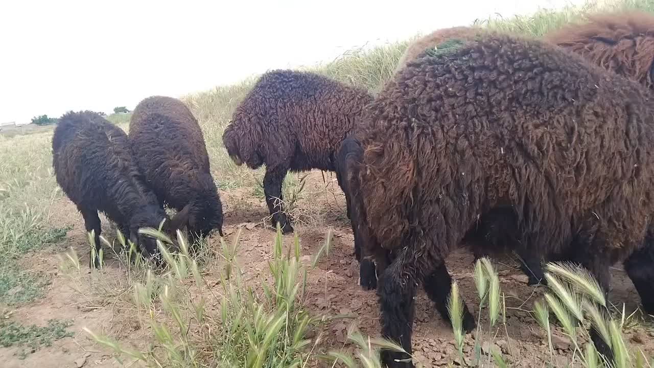 بره ماده|حیوانات مزرعه|نیشابور, چاه بلند|دیوار