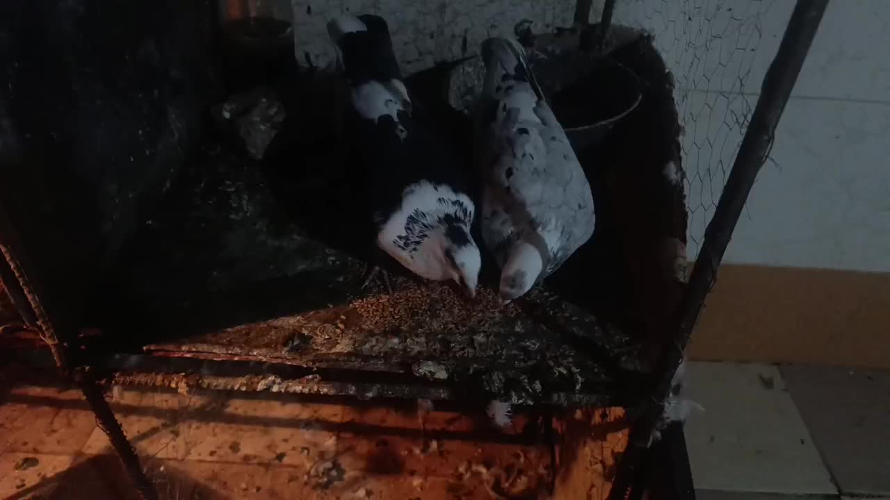 کبوتر فروشی|پرنده|بیرجند, |دیوار