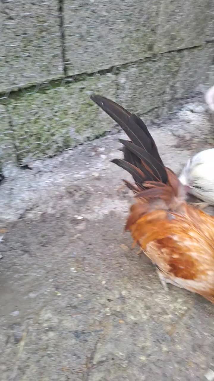 خروس مینیاطوری|حیوانات مزرعه|رویان, |دیوار