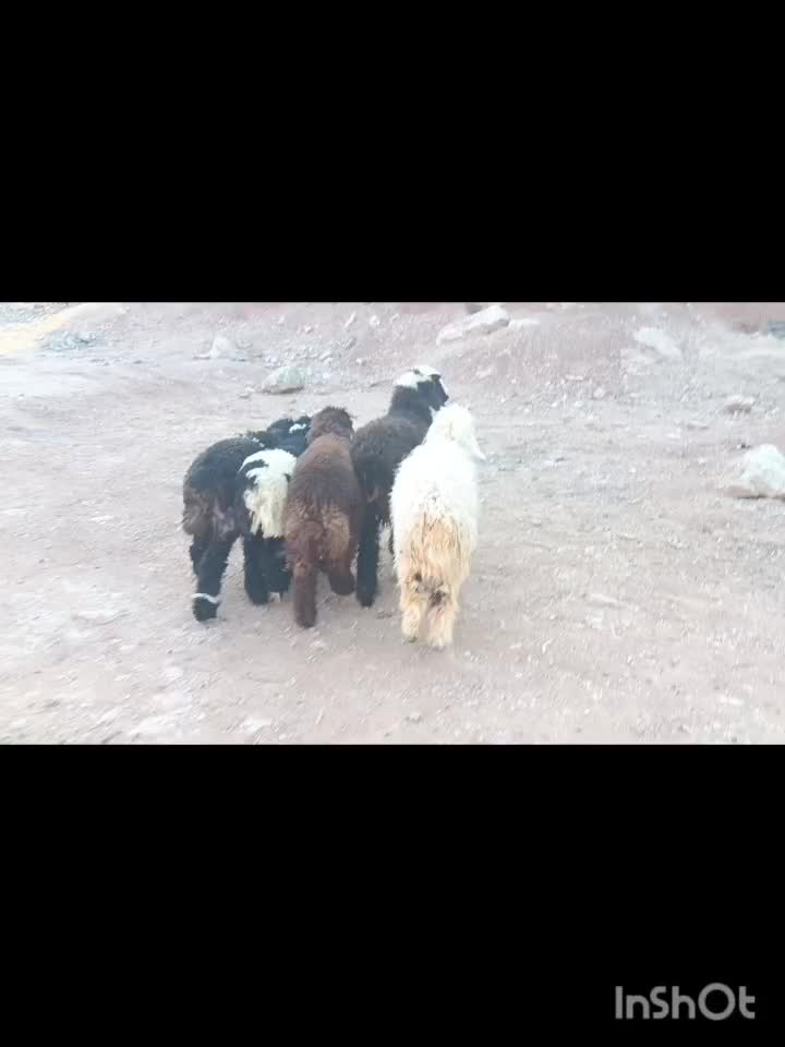 بره ۴ نر یک ماده|حیوانات مزرعه|مسجد سلیمان, |دیوار