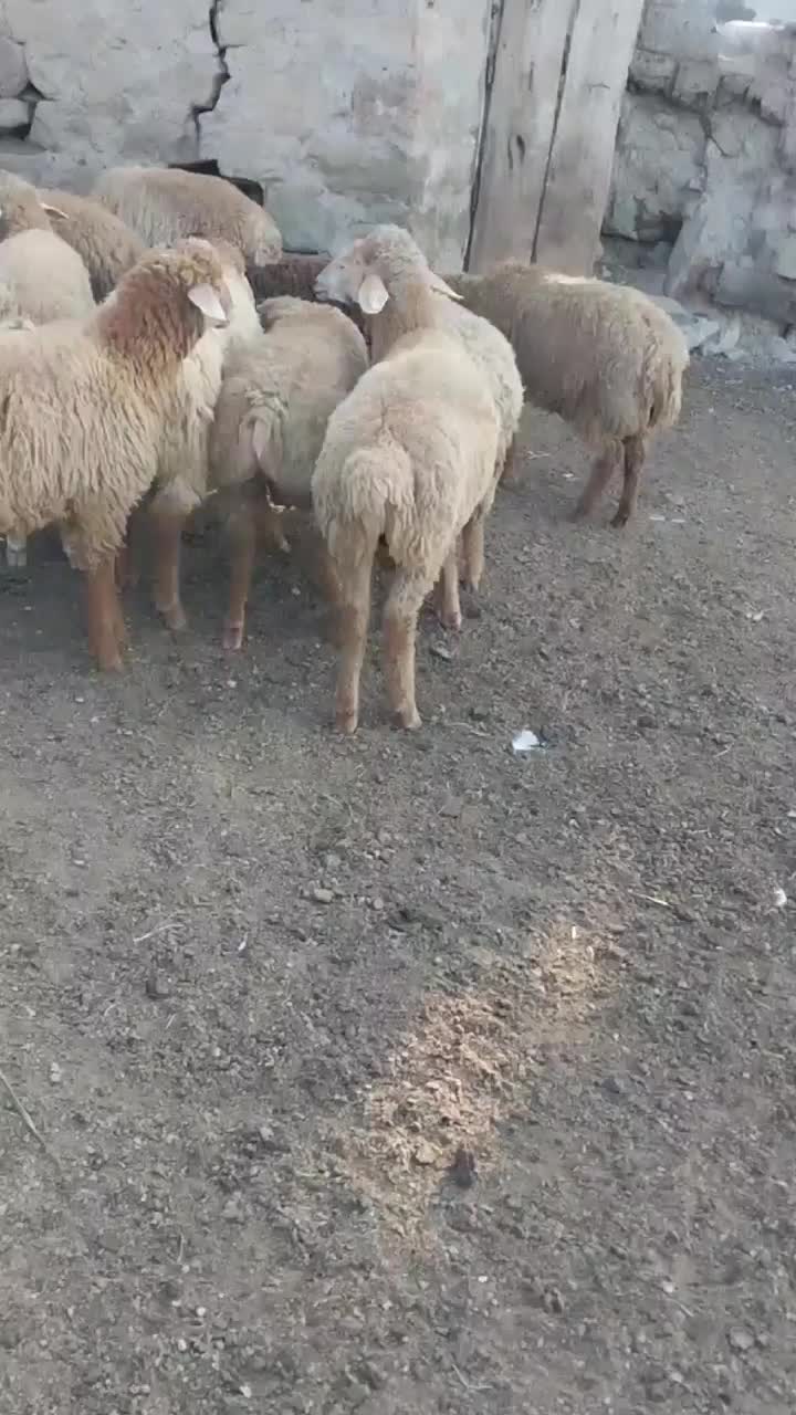 بره مغانی اصل قیمت ۲۴۵۰۰|حیوانات مزرعه|آبش احمد, |دیوار