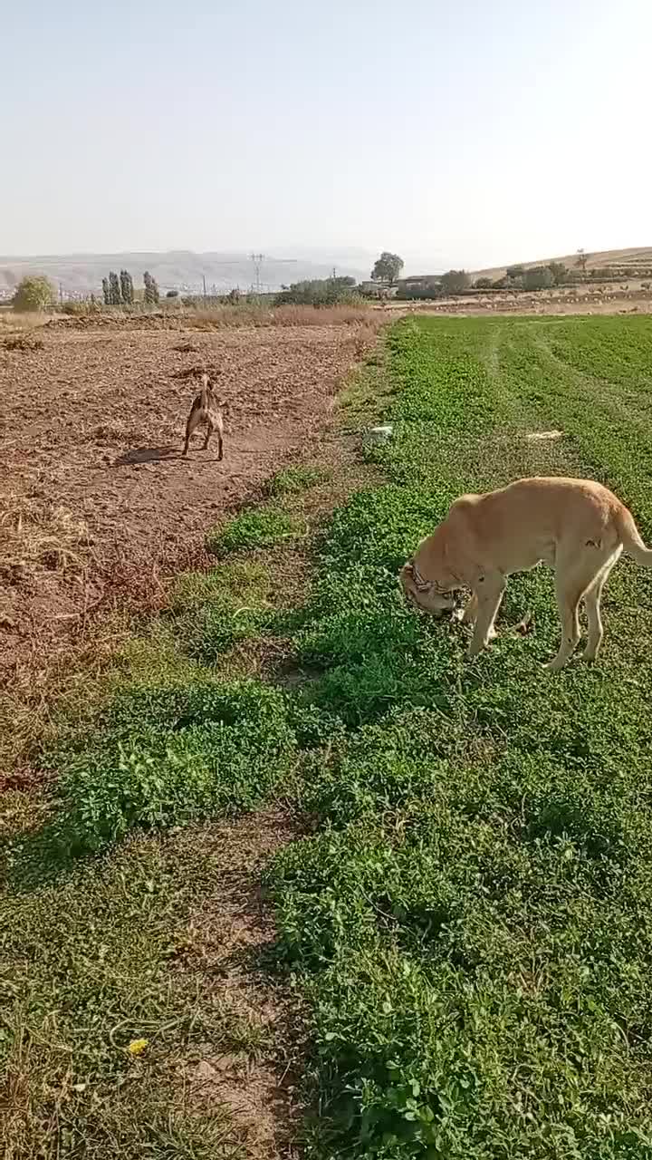 سگها|سگ|بستان آباد, |دیوار