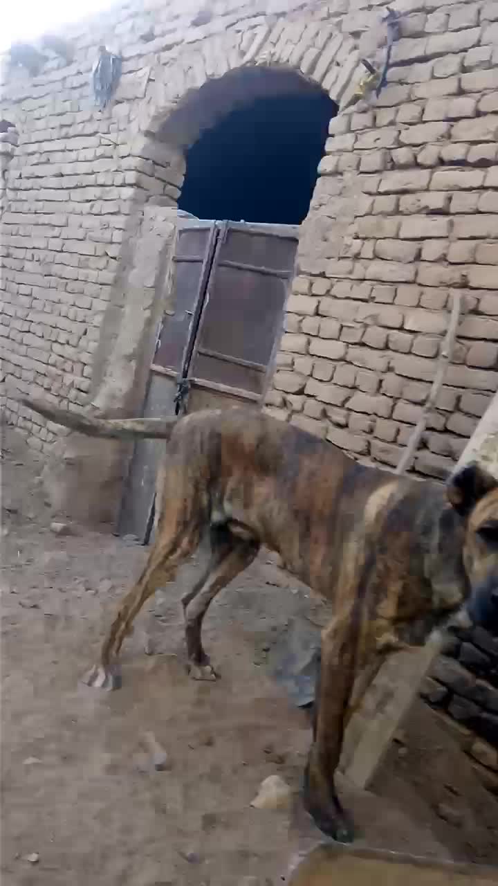 سگ نژاد اصل معاوضه با گوسفند|سگ|تربتحیدریه, پائین ولایت|دیوار