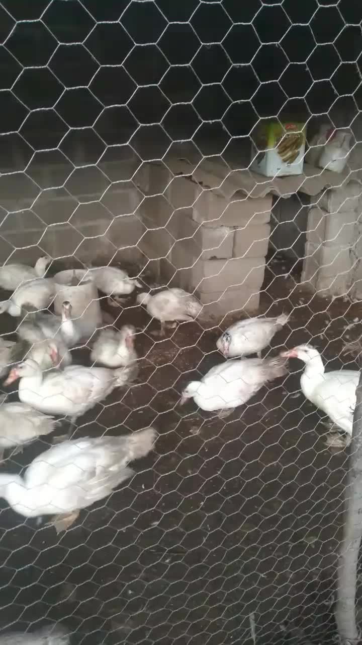 اردک اسرائیلی سفید و جوجه اردک اسرائیلی|حیوانات مزرعه|رشت, کوی عرفان|دیوار